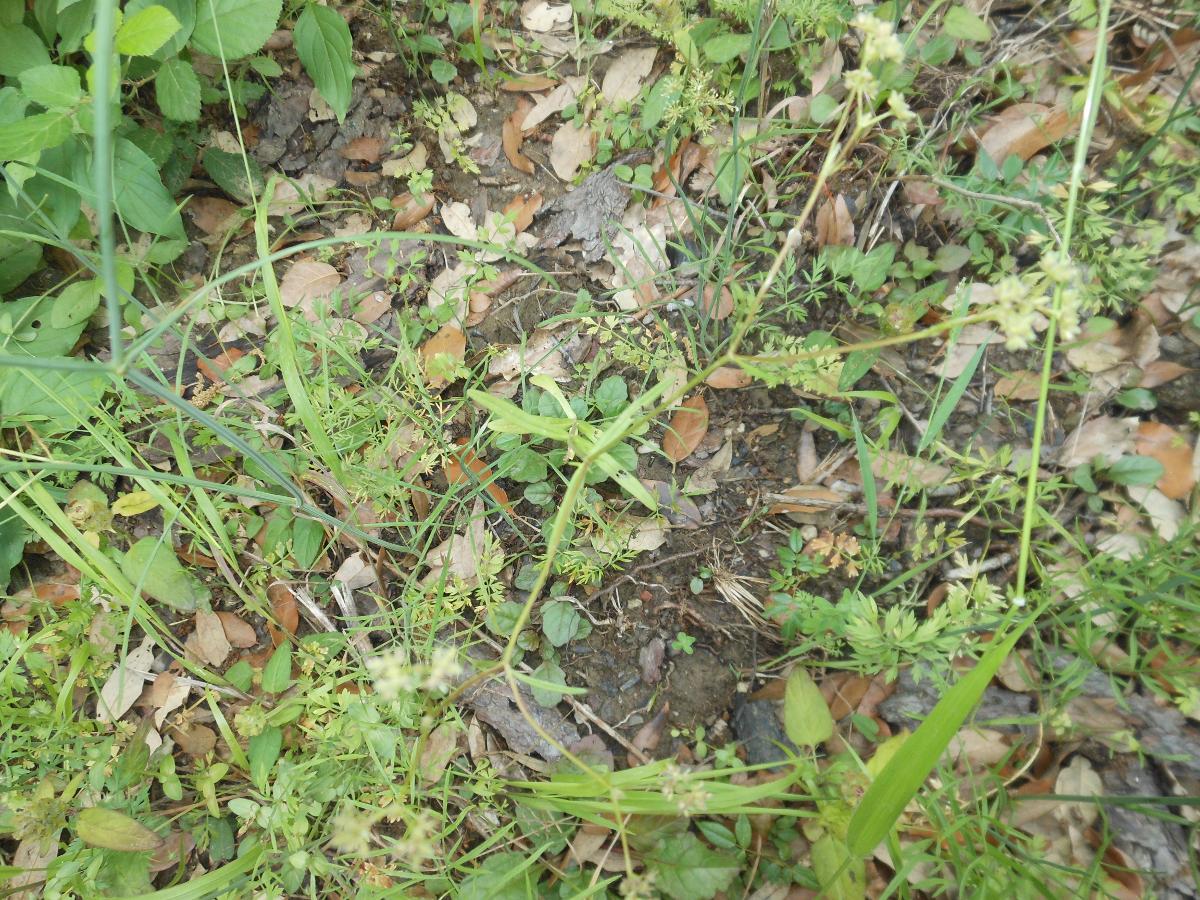 Valerianella dentata (L.) Pollich / Gallinella dentata